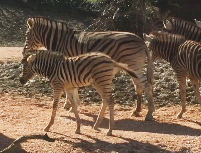 Al Parco Zoo è nato un