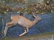 Uno degli animali trovati nel canale di Serra San Quirico dai volontari dell'Enpa