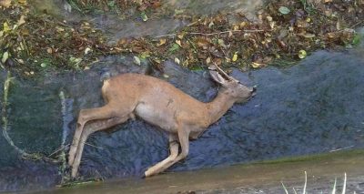 Uno degli animali trovati nel canale di Serra San Quirico dai volontari dell'Enpa