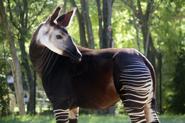 OKAPI-2019-650x433