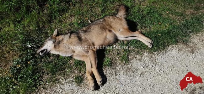 Vaga per le strade del centro abitato: investito e ucciso un lupo