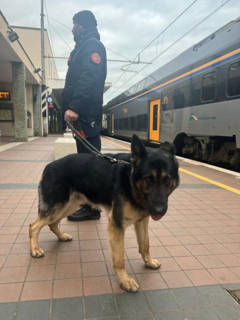 carabinieri cinofili stazione senigallia