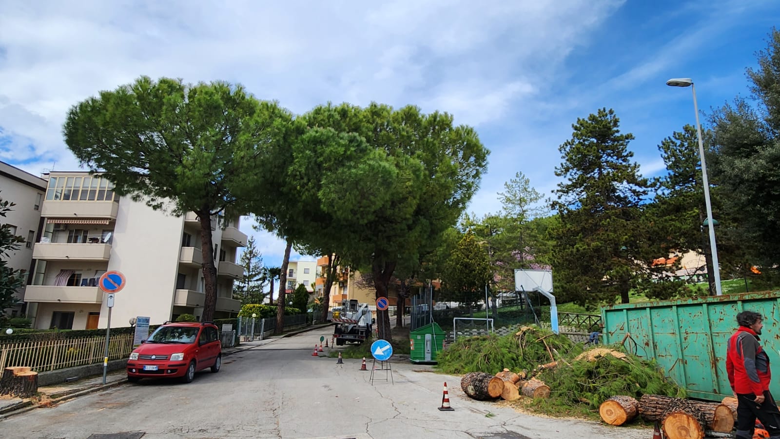 Da tagliare i pini di via Aldo Moro «Già piantumati 19 nuovi alberi al