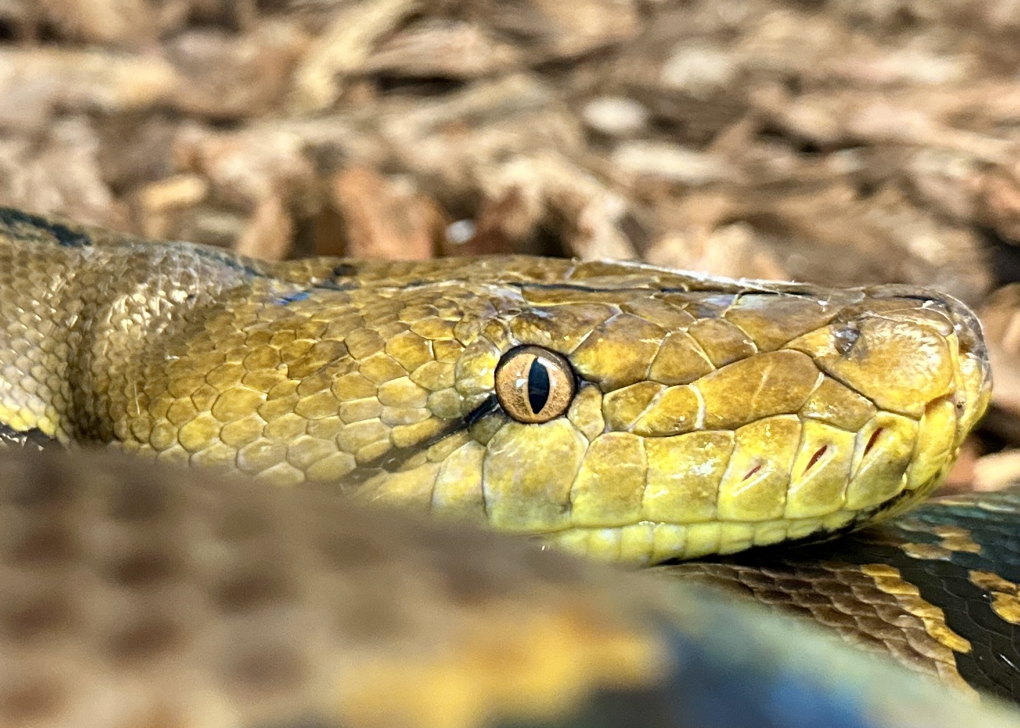 Si allarga la famiglia del Parco Zoo Falconara è arrivato un pitone