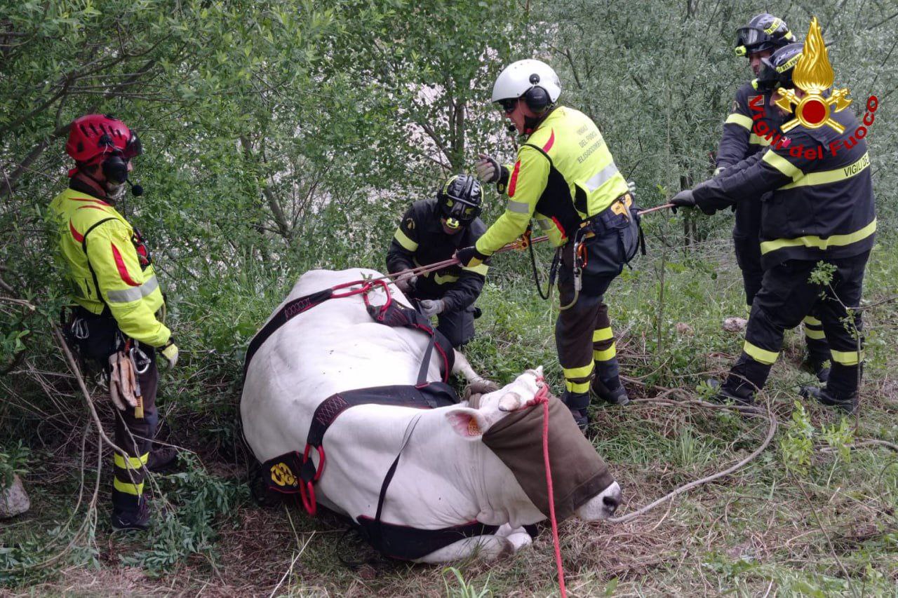 Mucca Mucca precipita nel dirupo: recuperata con l’elicottero | Cronache Ancona