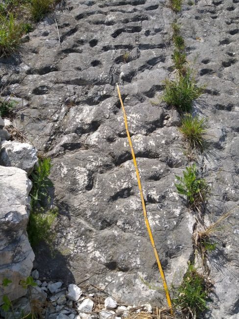 tartarughe-marine-conero-studio1-488x650