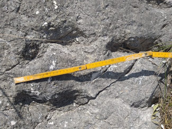 tartarughe-marine-conero-studio3-650x488