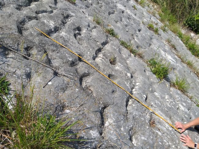 tartarughe-marine-conero-studio4-650x488