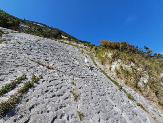 tartarughe-marine-conero-studio5-650x488