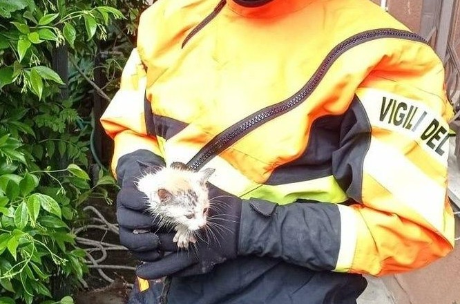 La disavventura di un gattino: cade nel pozzo, salvato