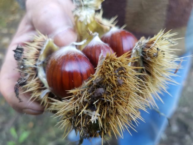 marroni castagne